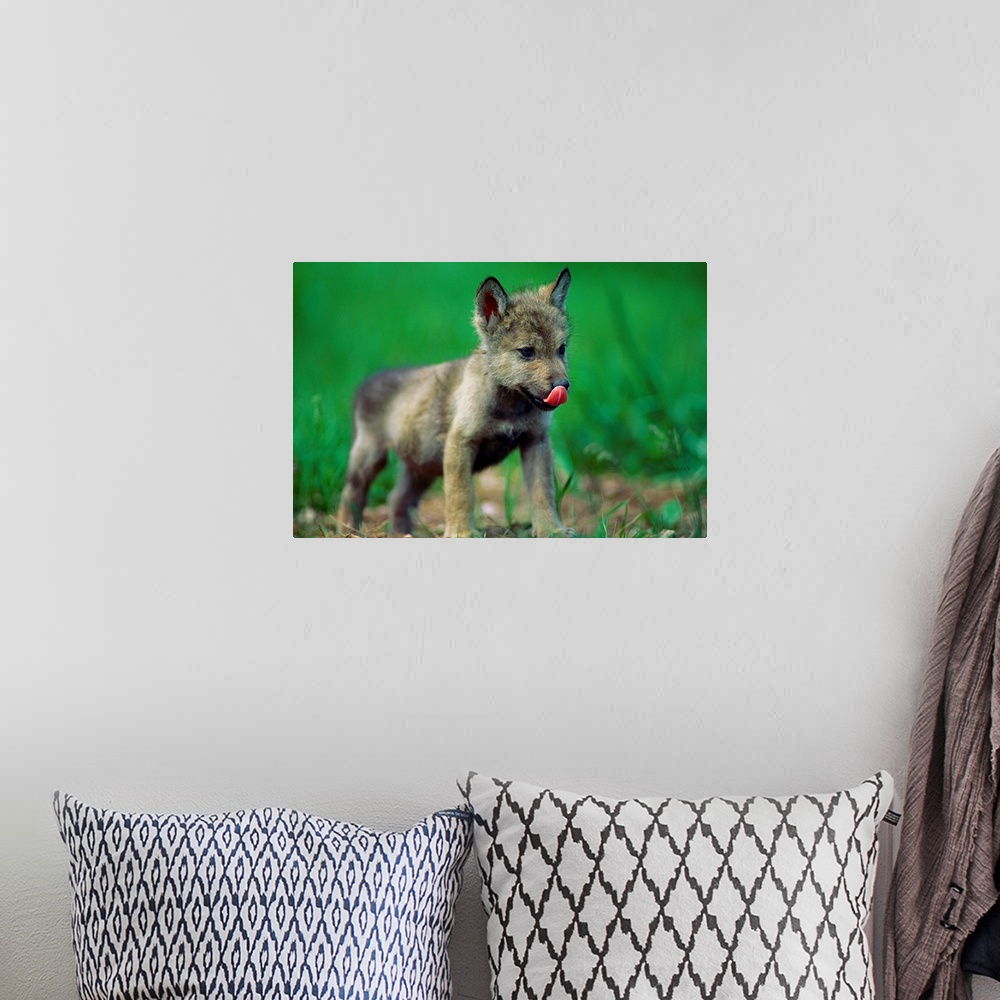 A bohemian room featuring Horizontal photograph from the National Geographic Collection of a tiny, gray wolf cub licking it...