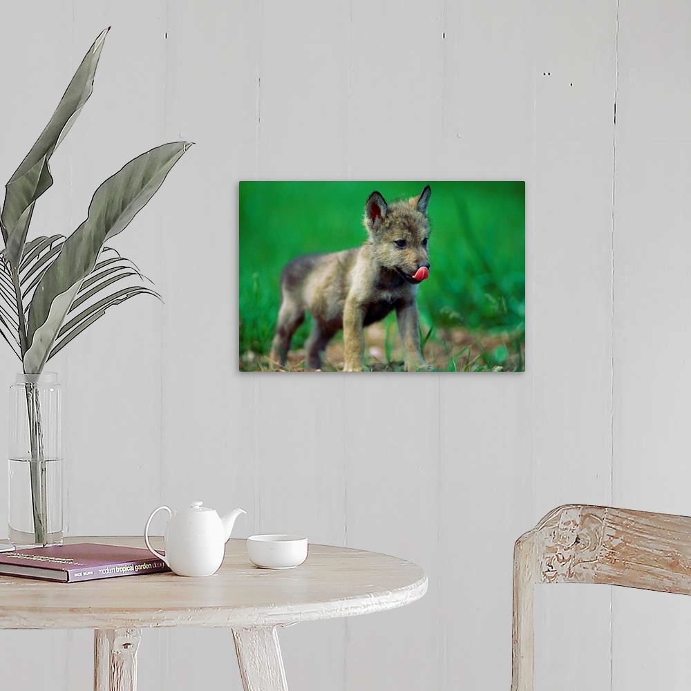A farmhouse room featuring Horizontal photograph from the National Geographic Collection of a tiny, gray wolf cub licking it...