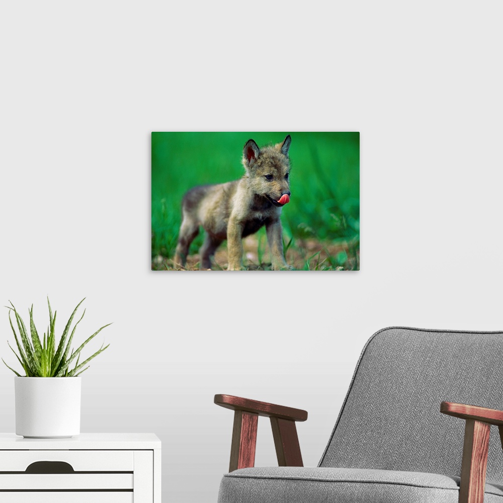 A modern room featuring Horizontal photograph from the National Geographic Collection of a tiny, gray wolf cub licking it...