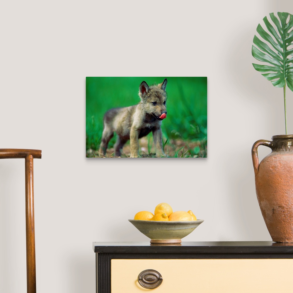 A traditional room featuring Horizontal photograph from the National Geographic Collection of a tiny, gray wolf cub licking it...