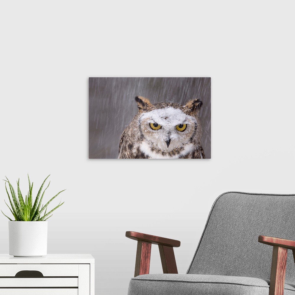 A modern room featuring Portraits of Oberon, a captive great horned owl (Bubo virginianus) in the snow at a raptor recove...