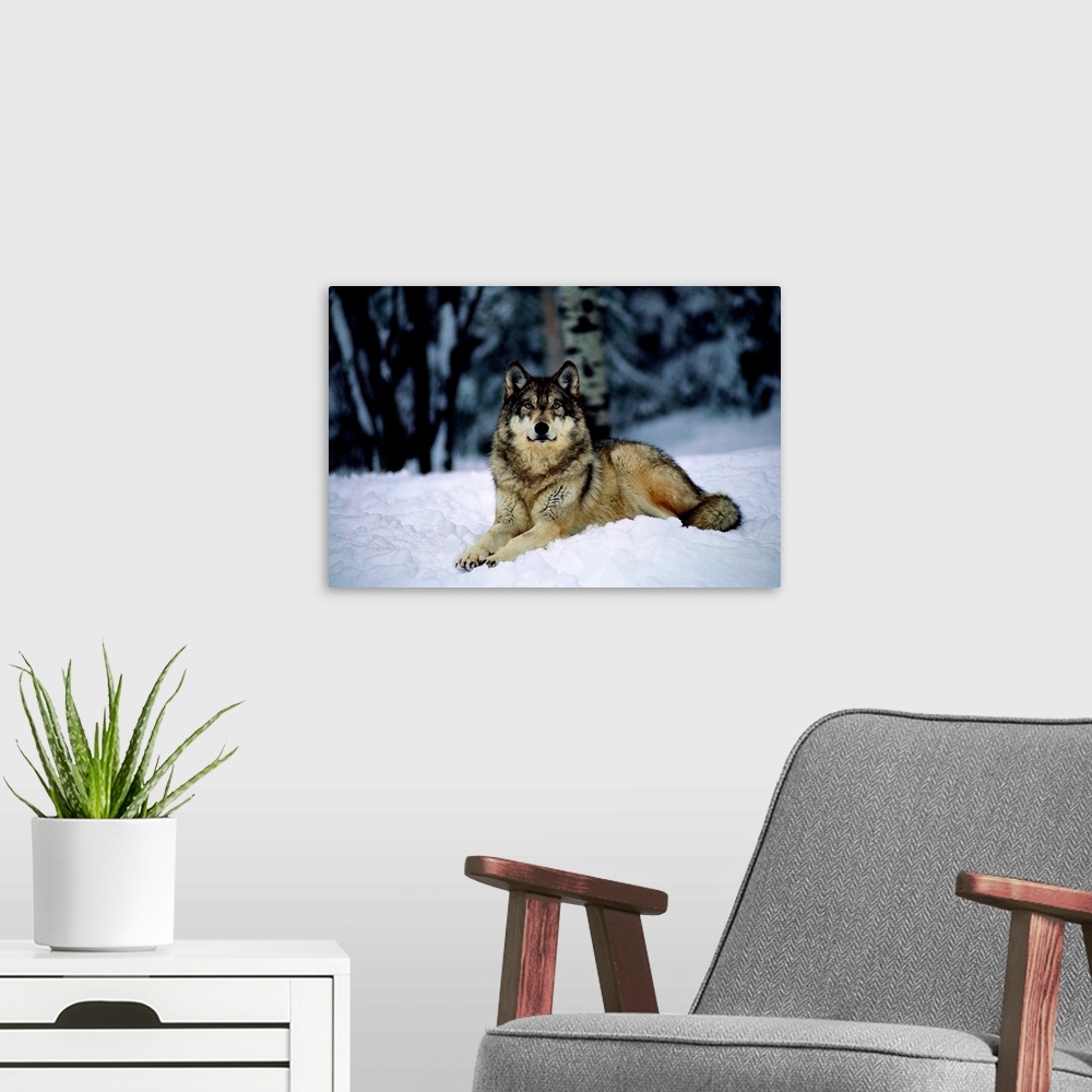 A modern room featuring A captive grey wolf, Canis lupus, in the snow.