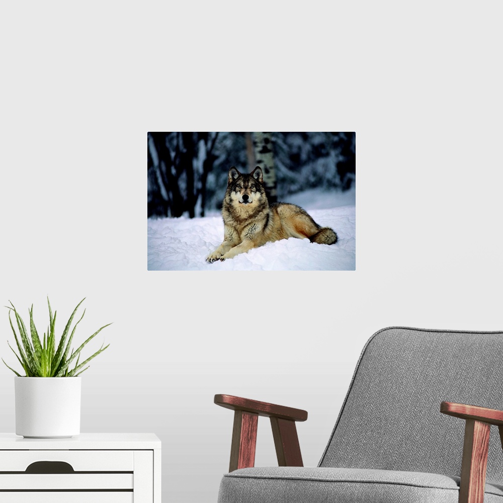 A modern room featuring A captive grey wolf, Canis lupus, in the snow.
