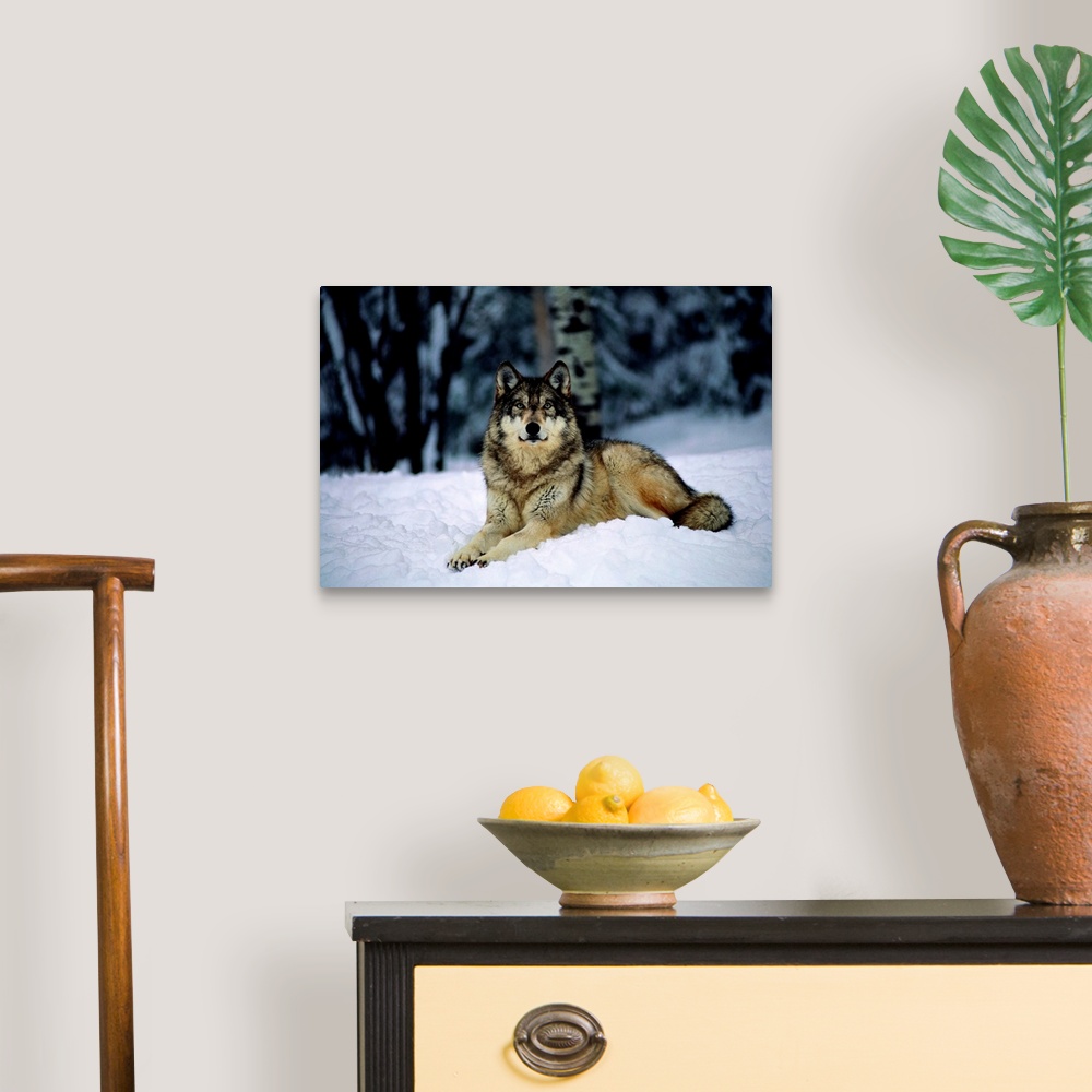 A traditional room featuring A captive grey wolf, Canis lupus, in the snow.