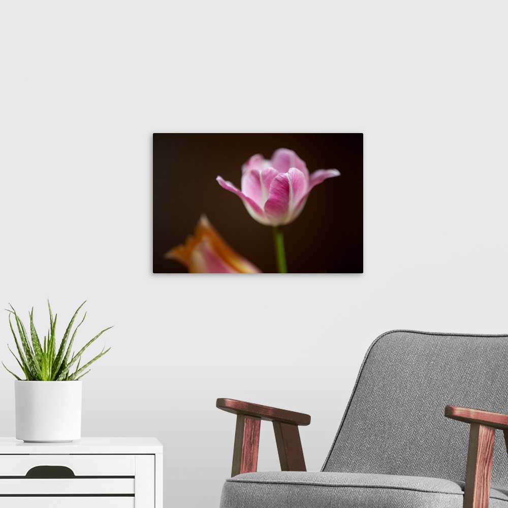 A modern room featuring A close-up of tulips.