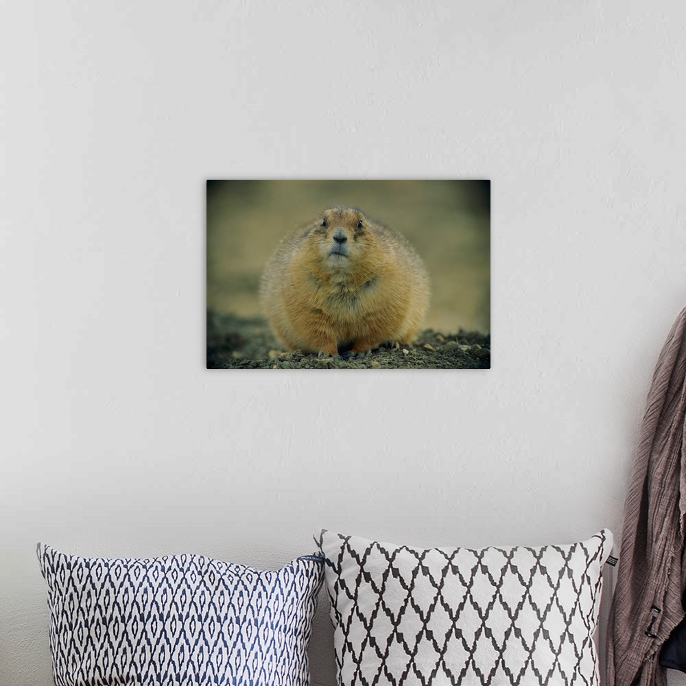 A bohemian room featuring A close view of a black-tailed prairie dog, U.L. Bend National Wildlife Refuge, Montana