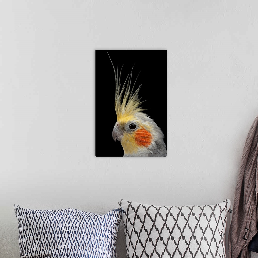 A bohemian room featuring A close view of the head of a cockatiel, Nymphicus hollandicus.
