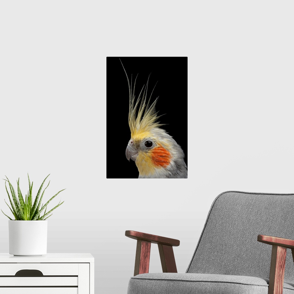 A modern room featuring A close view of the head of a cockatiel, Nymphicus hollandicus.