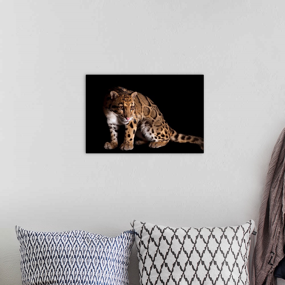A bohemian room featuring A clouded leopard, Neofelis nebulosa.