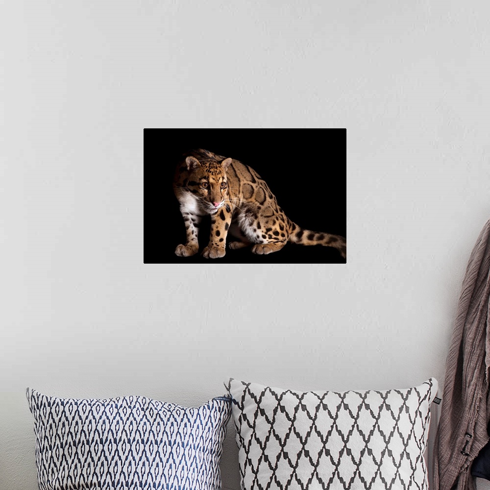 A bohemian room featuring A clouded leopard, Neofelis nebulosa.