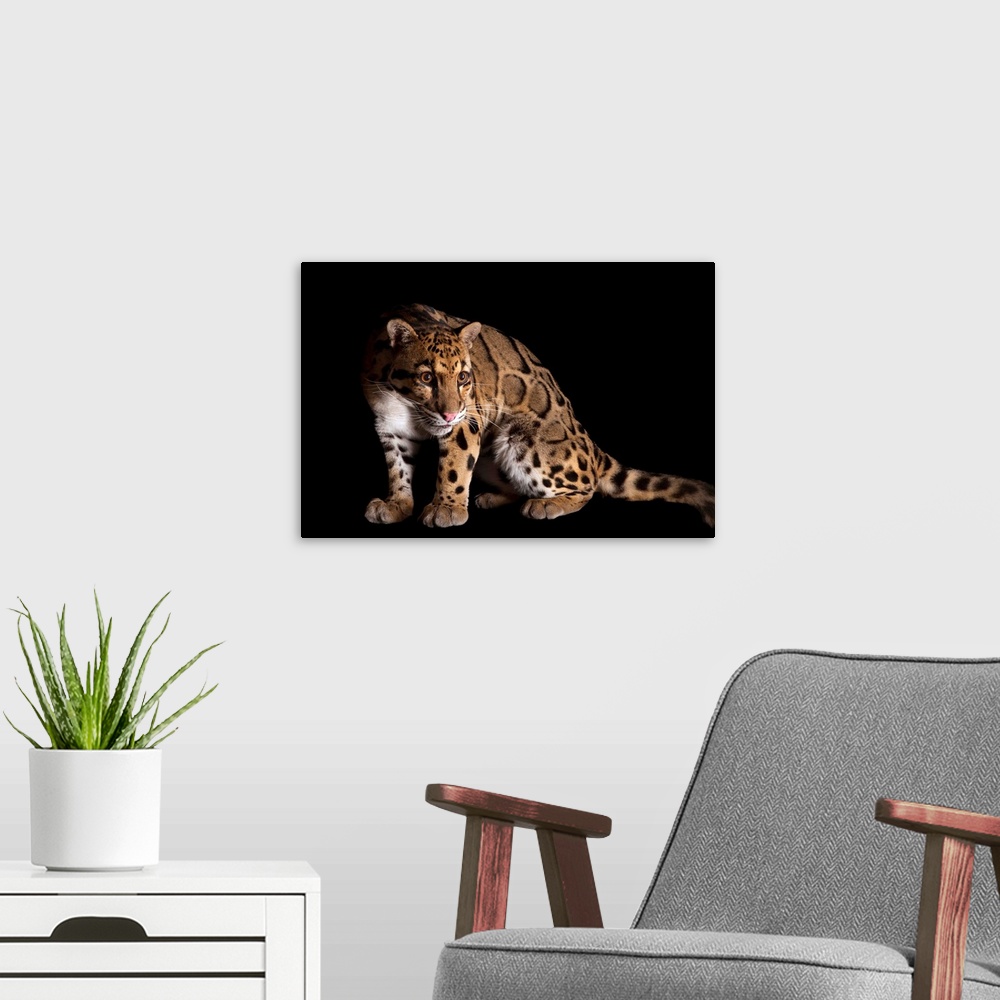 A modern room featuring A clouded leopard, Neofelis nebulosa.