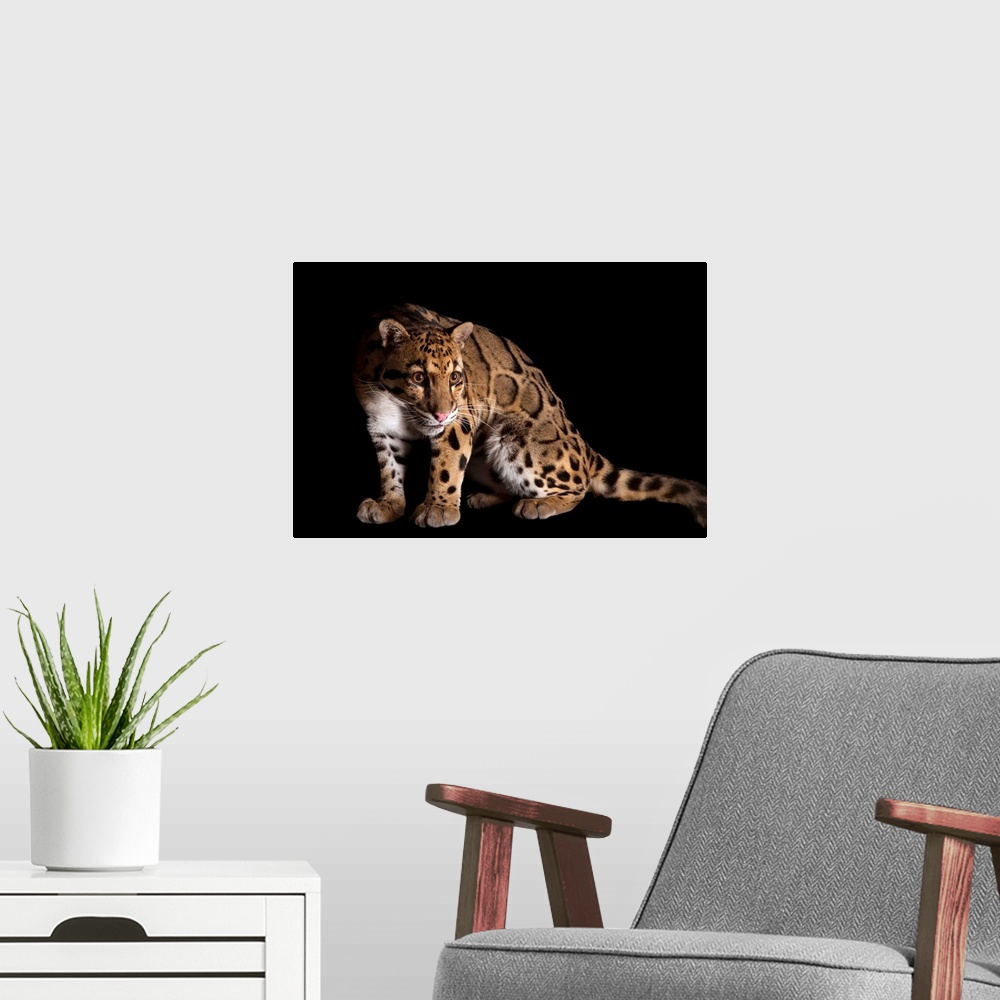 A modern room featuring A clouded leopard, Neofelis nebulosa.