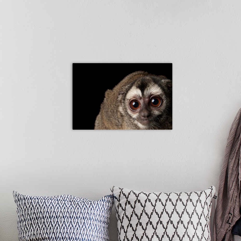 A bohemian room featuring A Colombian night monkey, Aotus lemurinus, at the Houston Zoo.