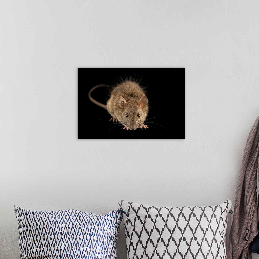A bohemian room featuring A common black rat (Rattus rattus) from the wild near Vero Beach, Florida.