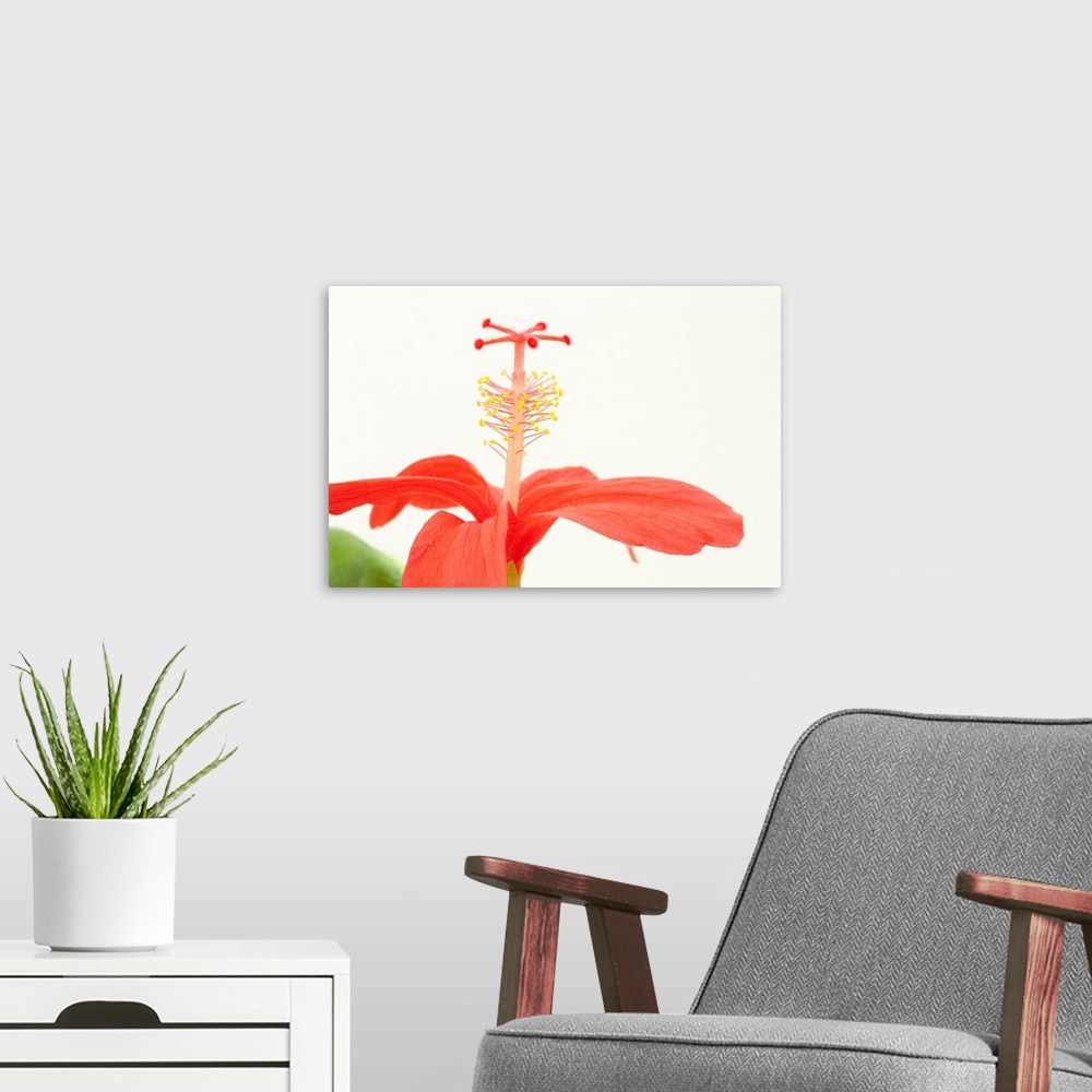 A modern room featuring A critically endangered Clay's hibiscus, Hibiscus clayi.