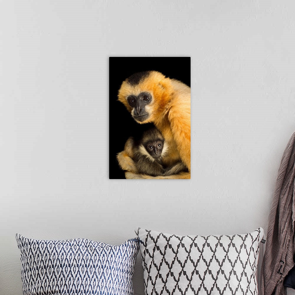 A bohemian room featuring A critically endangered female Northern white cheecked gibbon with her year old baby, Nomascus le...