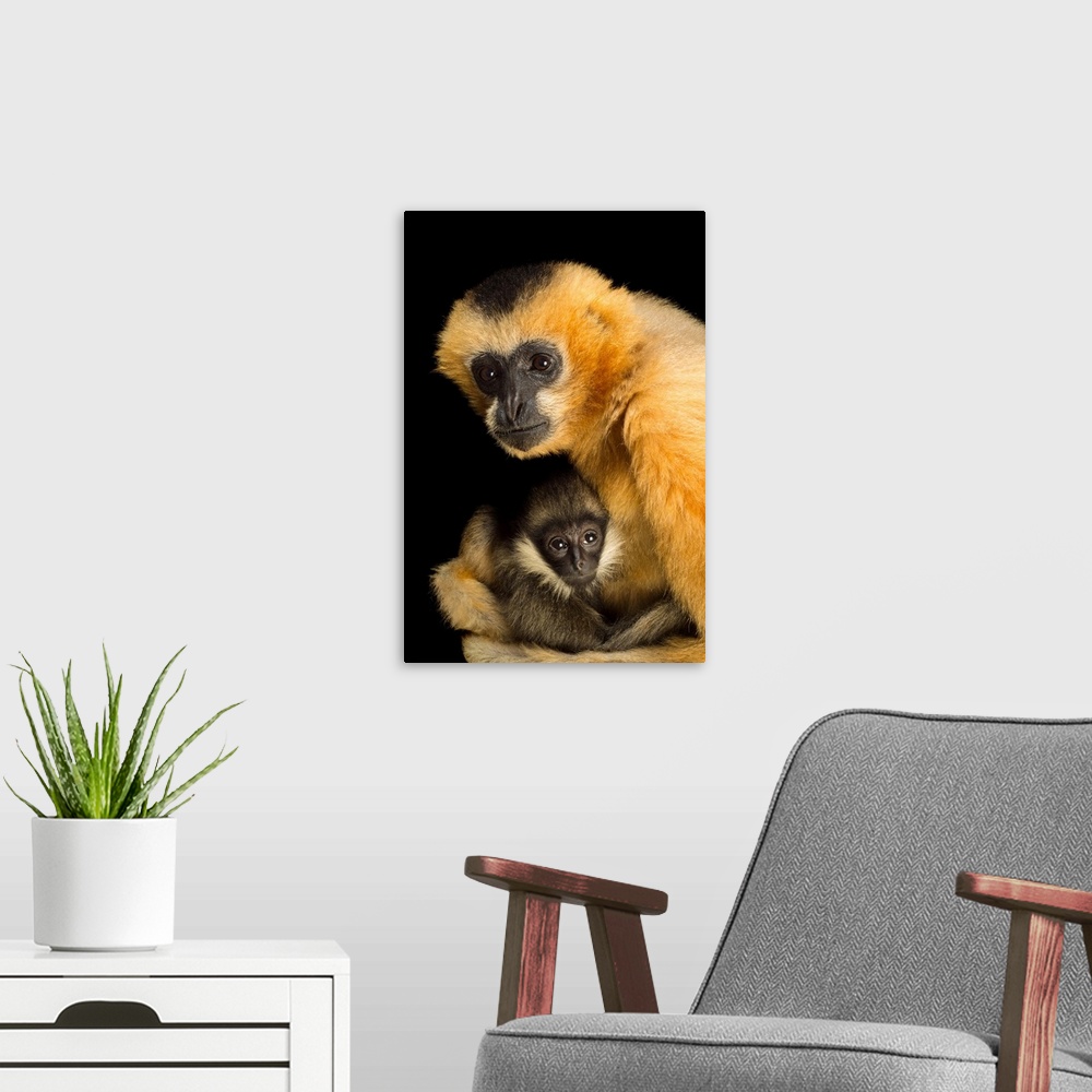 A modern room featuring A critically endangered female Northern white cheecked gibbon with her year old baby, Nomascus le...