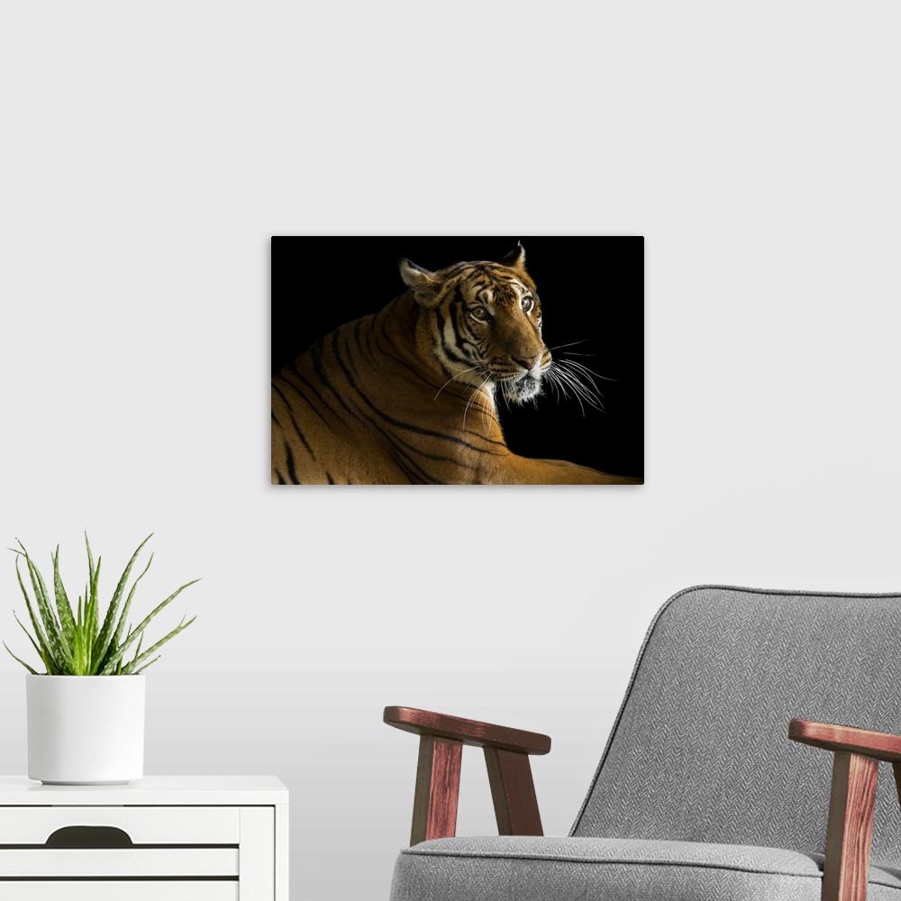 A modern room featuring A critically endangered, female South China tiger, Panthera tigris amoyensis, at the Suzhou Zoo i...