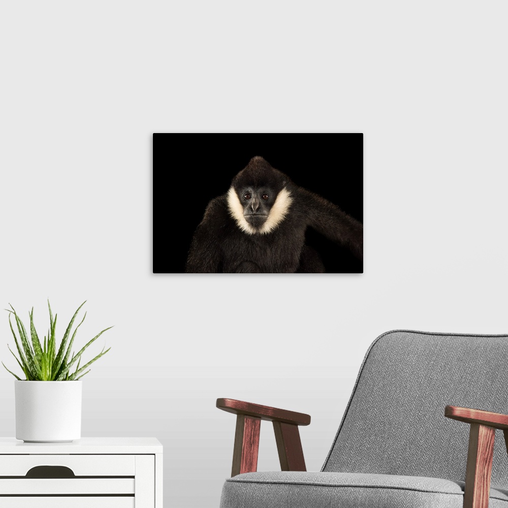 A modern room featuring A male, critically endangered Northern white cheecked gibbon, Nomascus leucogenys, at the Gibbon ...
