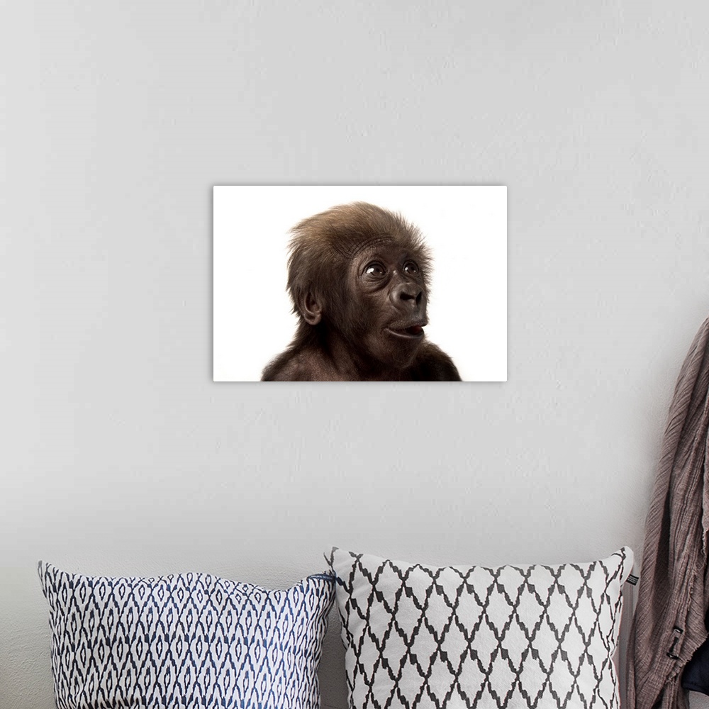 A bohemian room featuring A critically endangered, six-week-old female baby gorilla, Gorilla gorilla gorilla.
