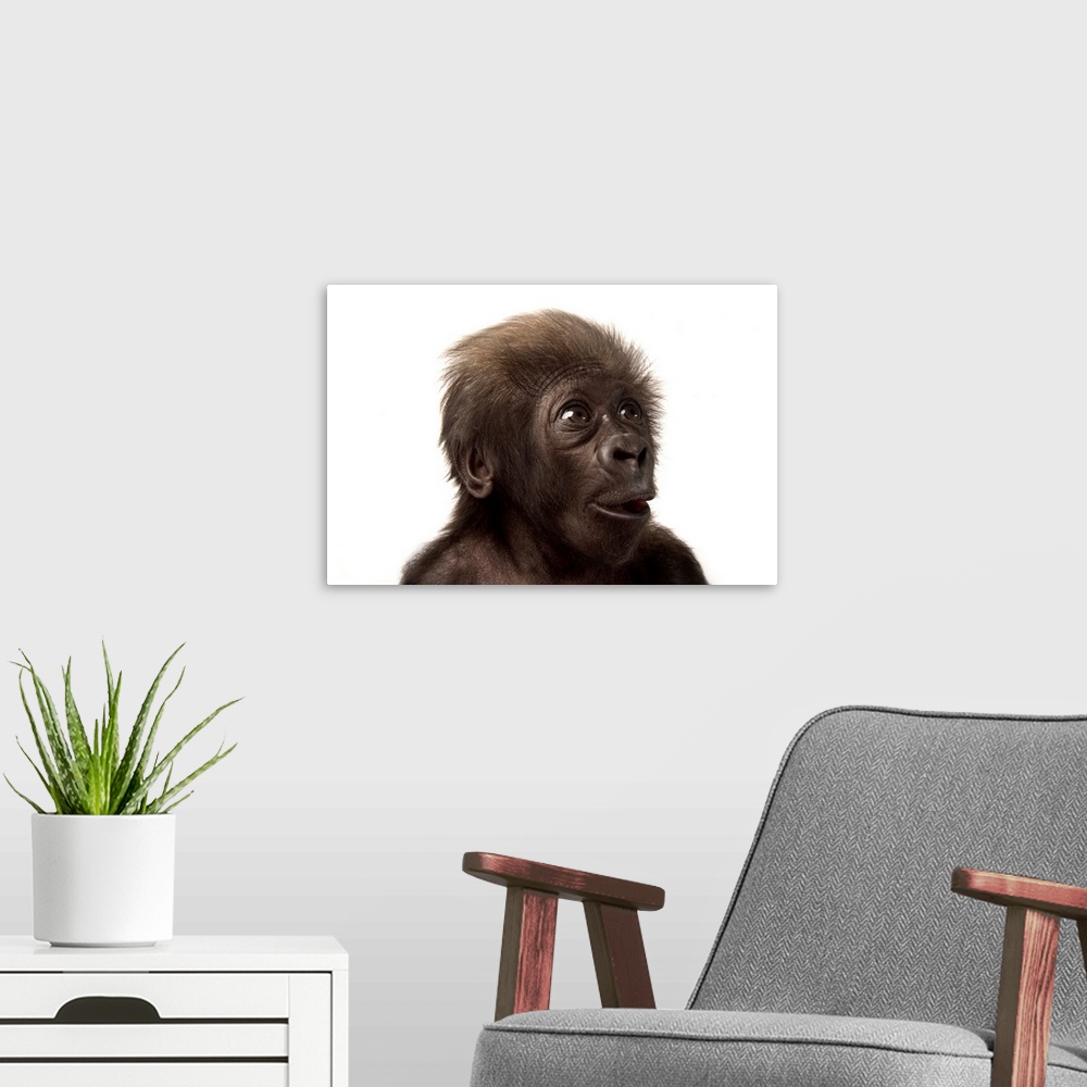 A modern room featuring A critically endangered, six-week-old female baby gorilla, Gorilla gorilla gorilla.