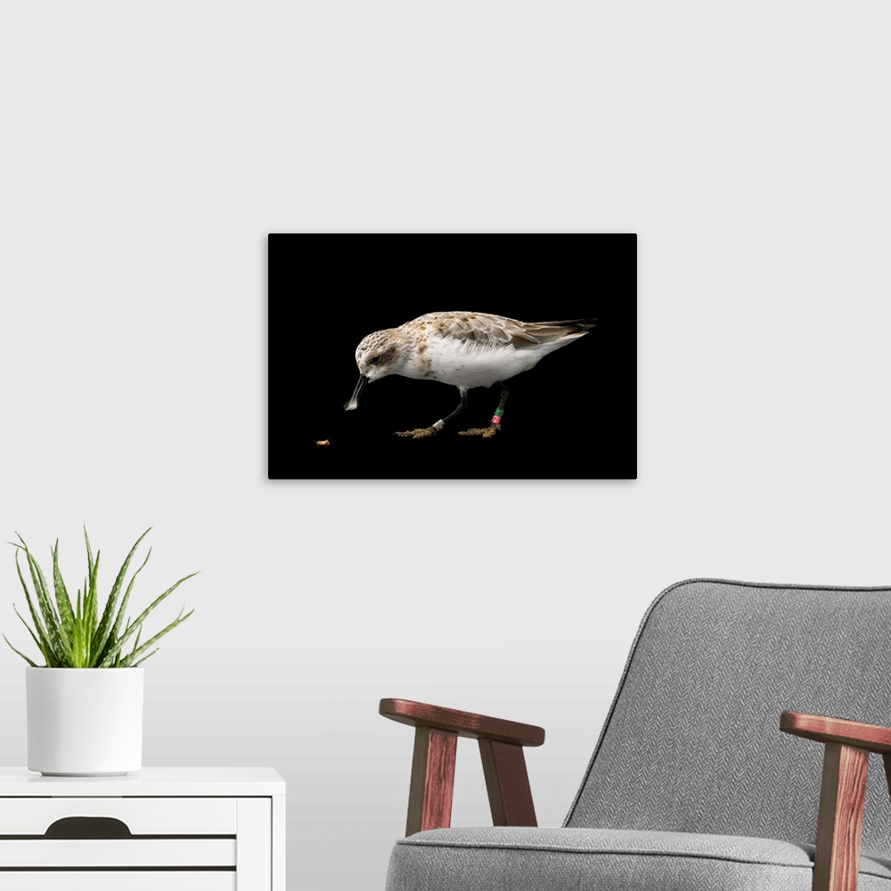 A modern room featuring A critically endangered spoon-billed sandpiper (Calidris pygmaea) at the Wildfowl and Wetlands Tr...