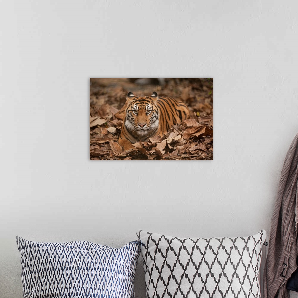 A bohemian room featuring A critically-endangered Sumatran tiger at Zoo Atlanta.