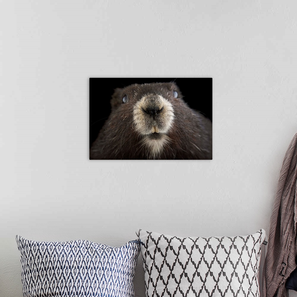 A bohemian room featuring A critically endangered Vancouver Island marmot, Marmota vancouverensis, at the Toronto Zoo.