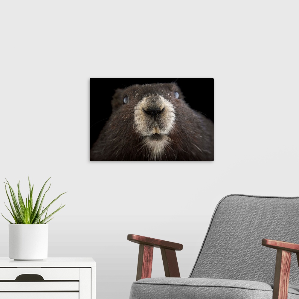 A modern room featuring A critically endangered Vancouver Island marmot, Marmota vancouverensis, at the Toronto Zoo.