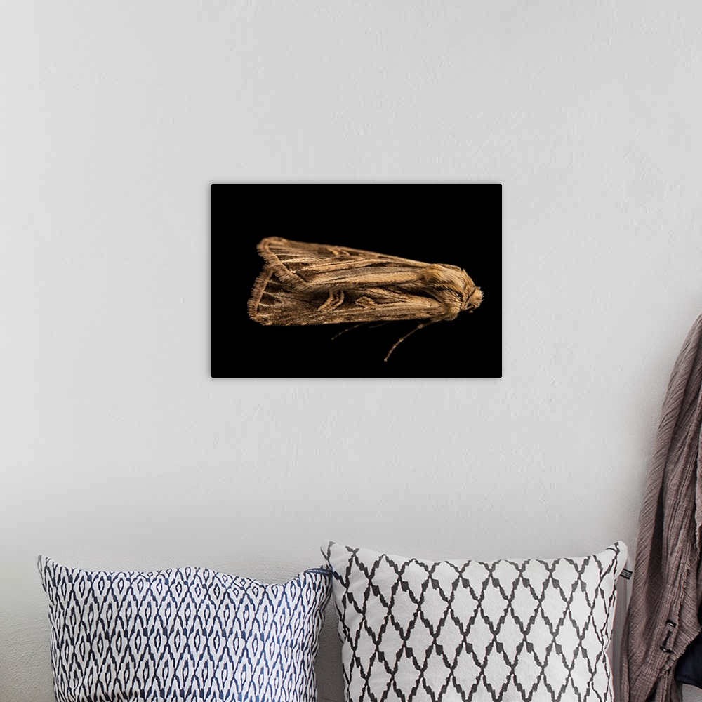 A bohemian room featuring A cutworm moth (Dichagyris longidens), owlet moth family Noctuidae, cutworm or dart moth subfamil...