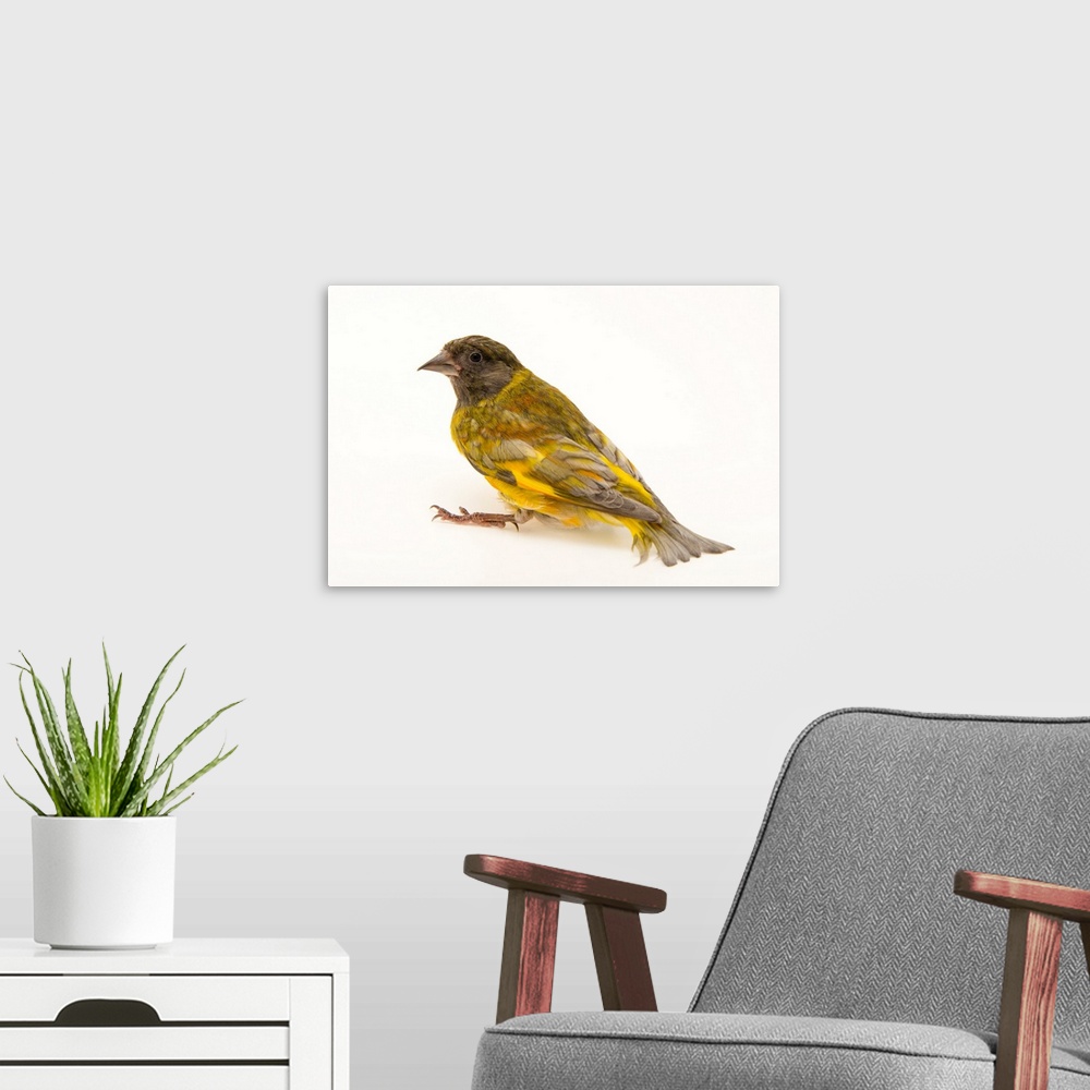 A modern room featuring A domestic form of a black headed greenfinch, Carduelis ambigua.