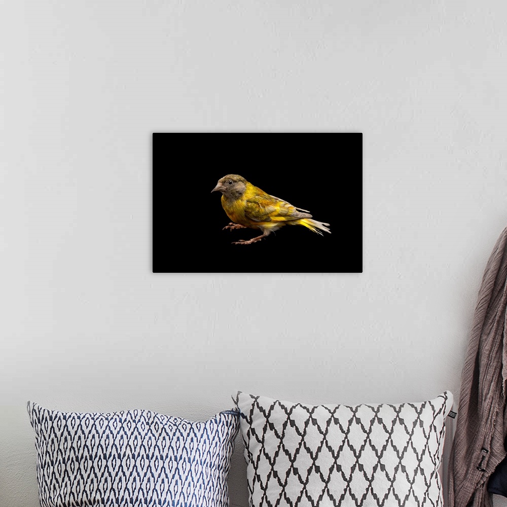 A bohemian room featuring A domestic form of a black headed greenfinch, Carduelis ambigua.