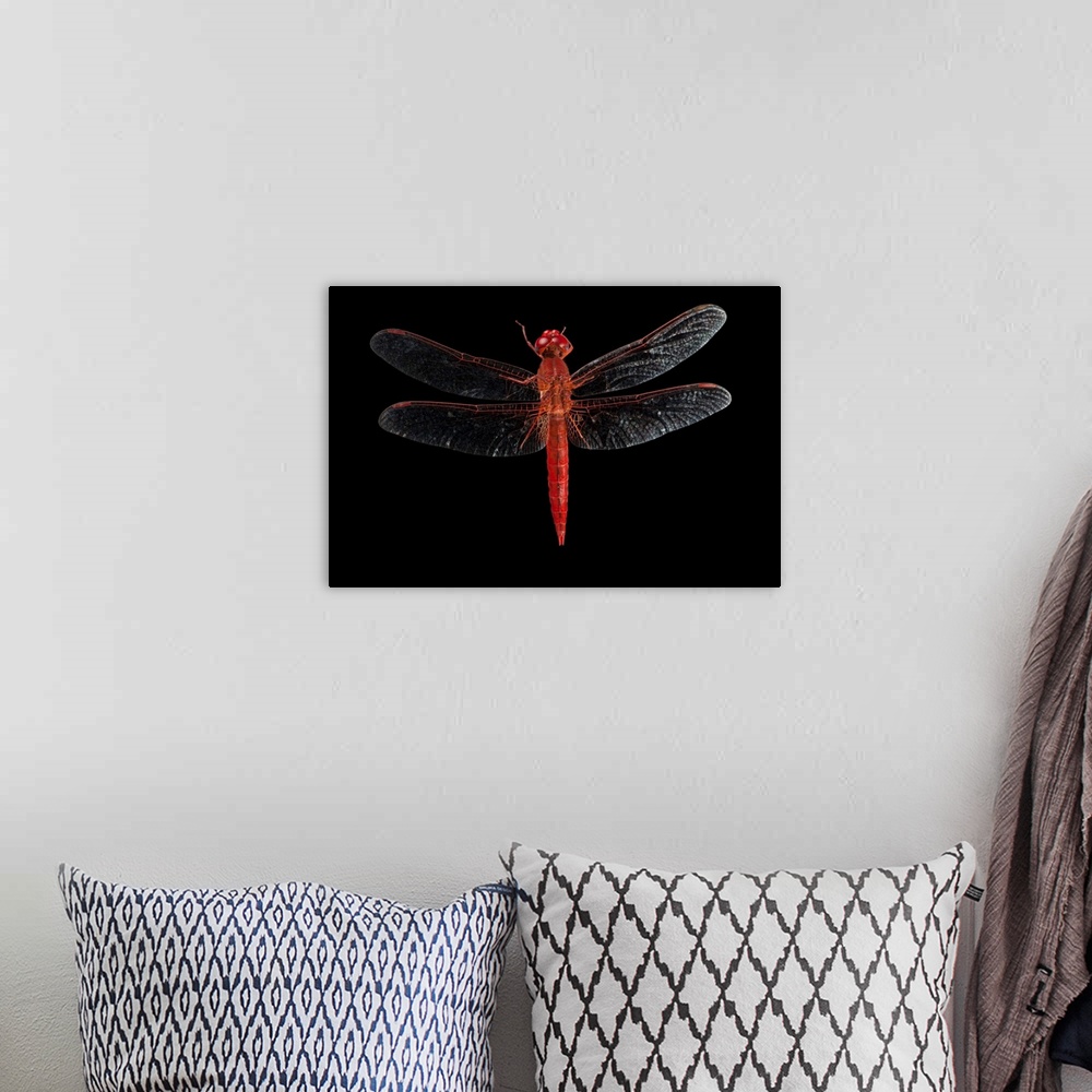 A bohemian room featuring A dragonfly from Mt. Gorongosa