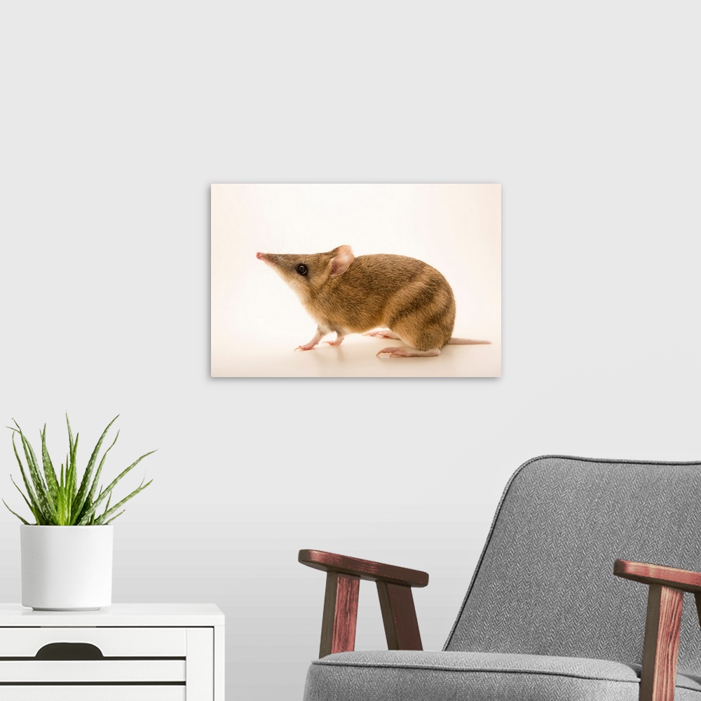A modern room featuring A Eastern barred bandicoot, Perameles gunnii, at Healesville Sanctuary.