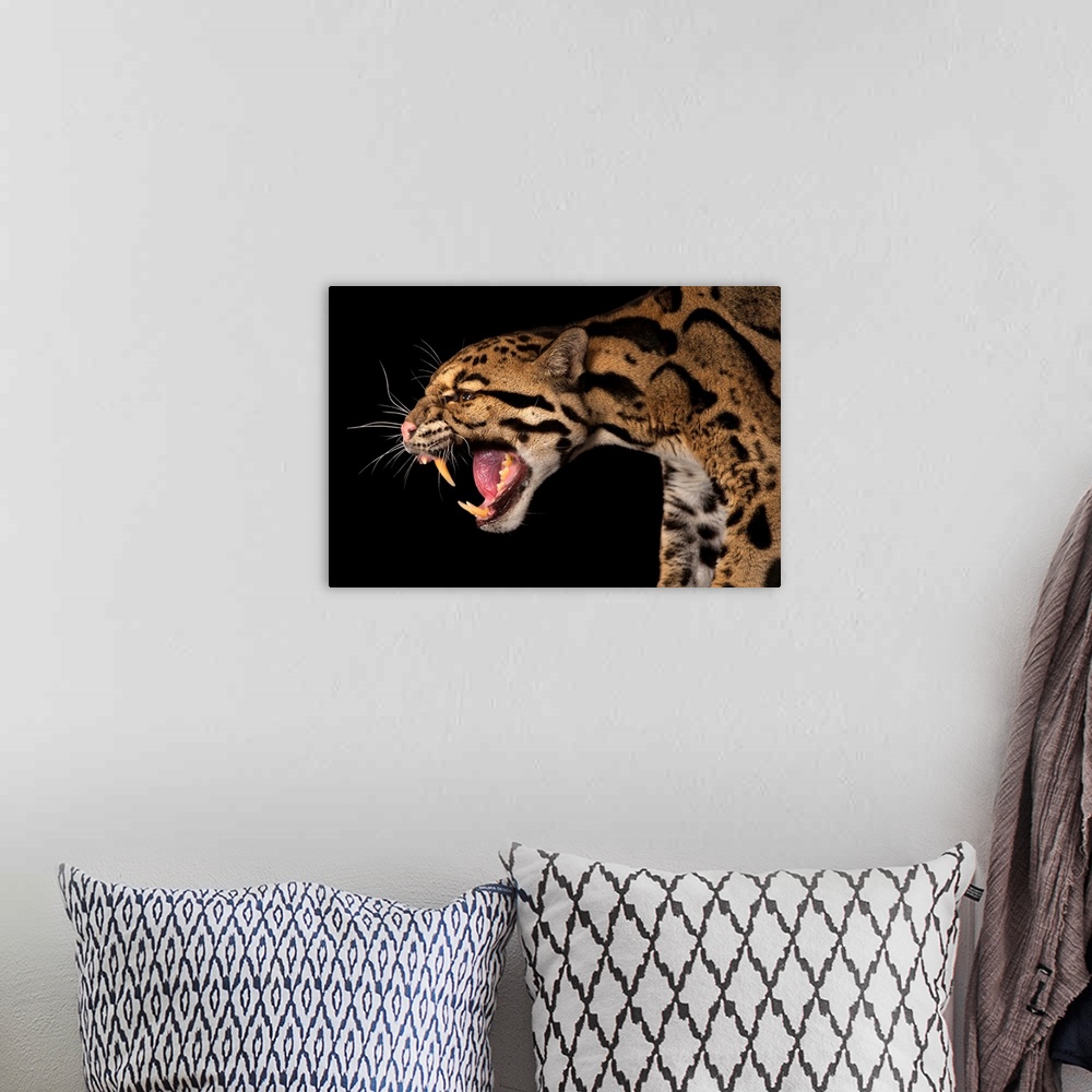 A bohemian room featuring A federally endangered clouded leopard, Neofelis nebulosa.