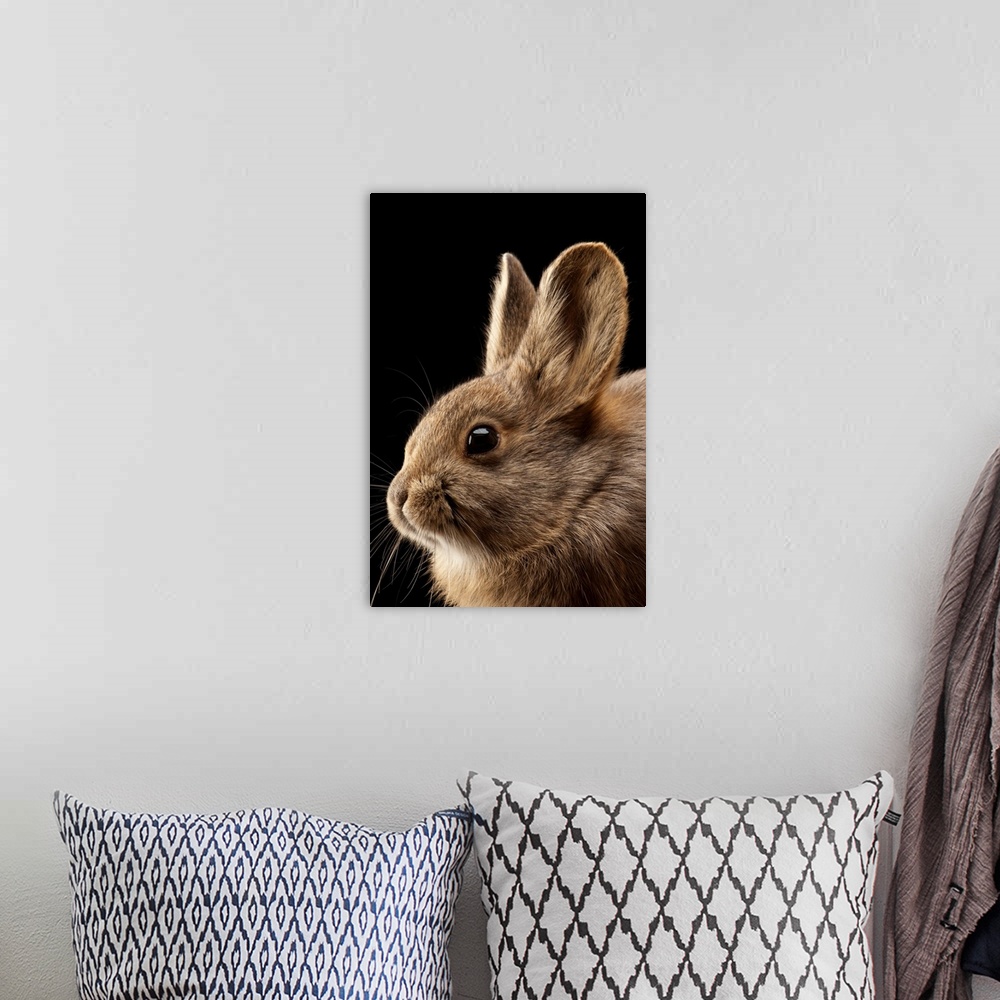 A bohemian room featuring A federally endangered female pygmy rabbit, Brachylagus idahoensis.