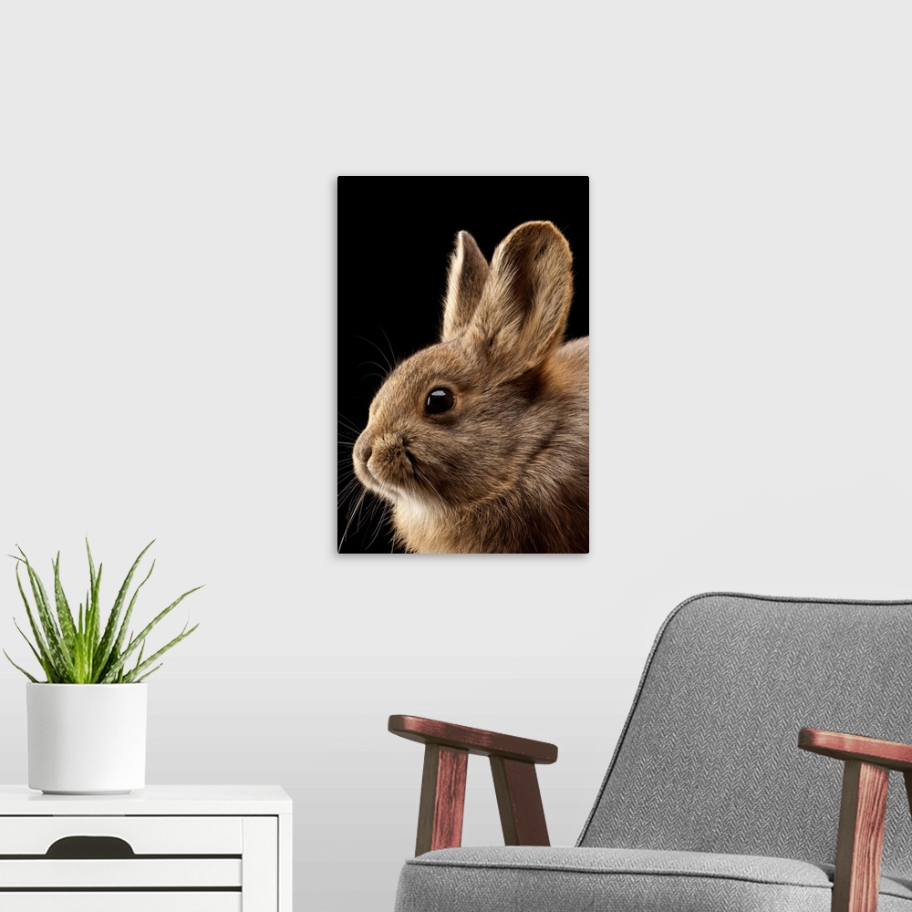 A modern room featuring A federally endangered female pygmy rabbit, Brachylagus idahoensis.