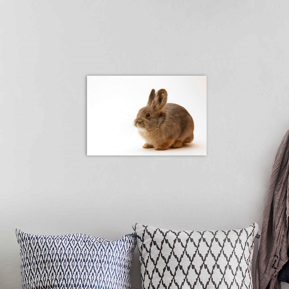 A bohemian room featuring A federally endangered female pygmy rabbit, Brachylagus idahoensis.