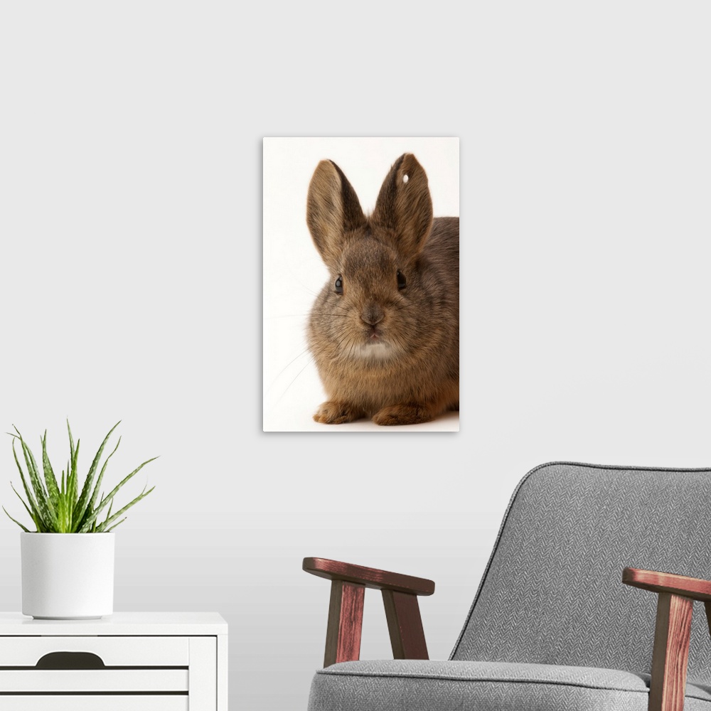 A modern room featuring A federally endangered female pygmy rabbit, Brachylagus idahoensis.