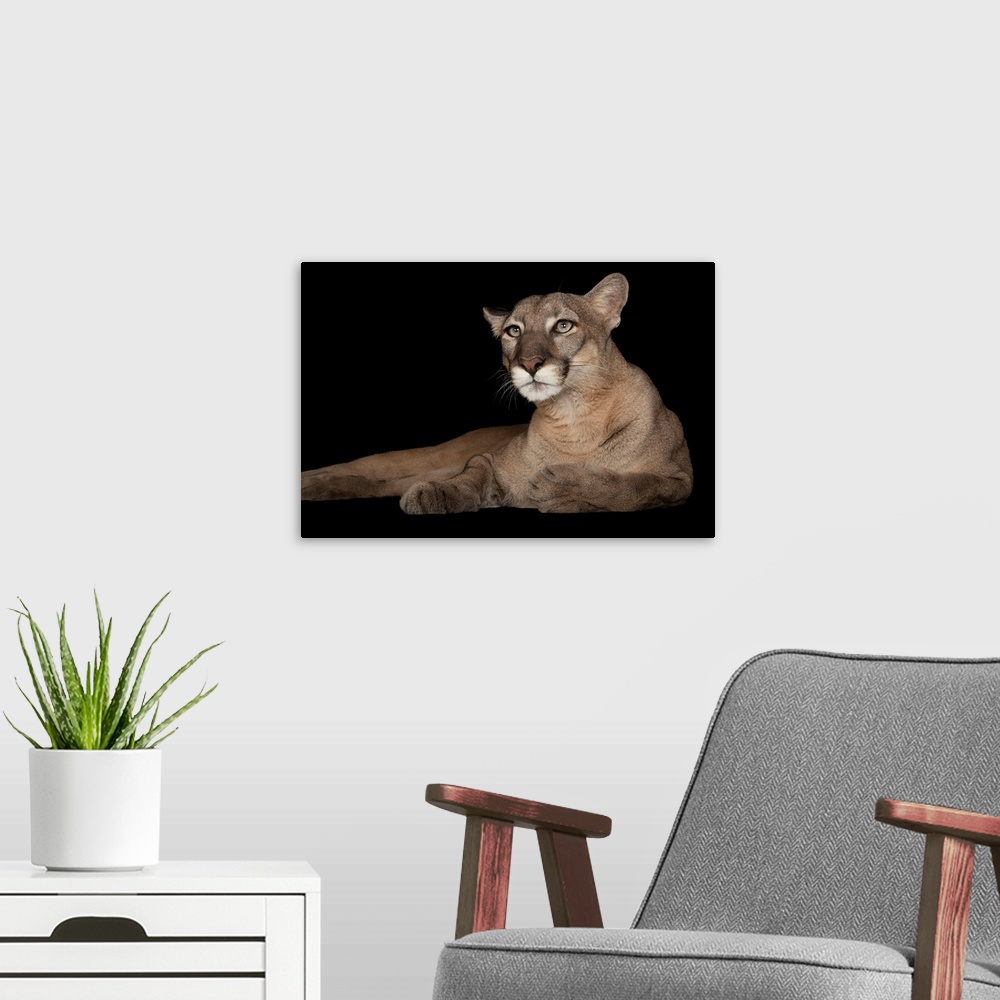 A modern room featuring A Florida panther named Lucy at Tampa's Lowry Park Zoo.