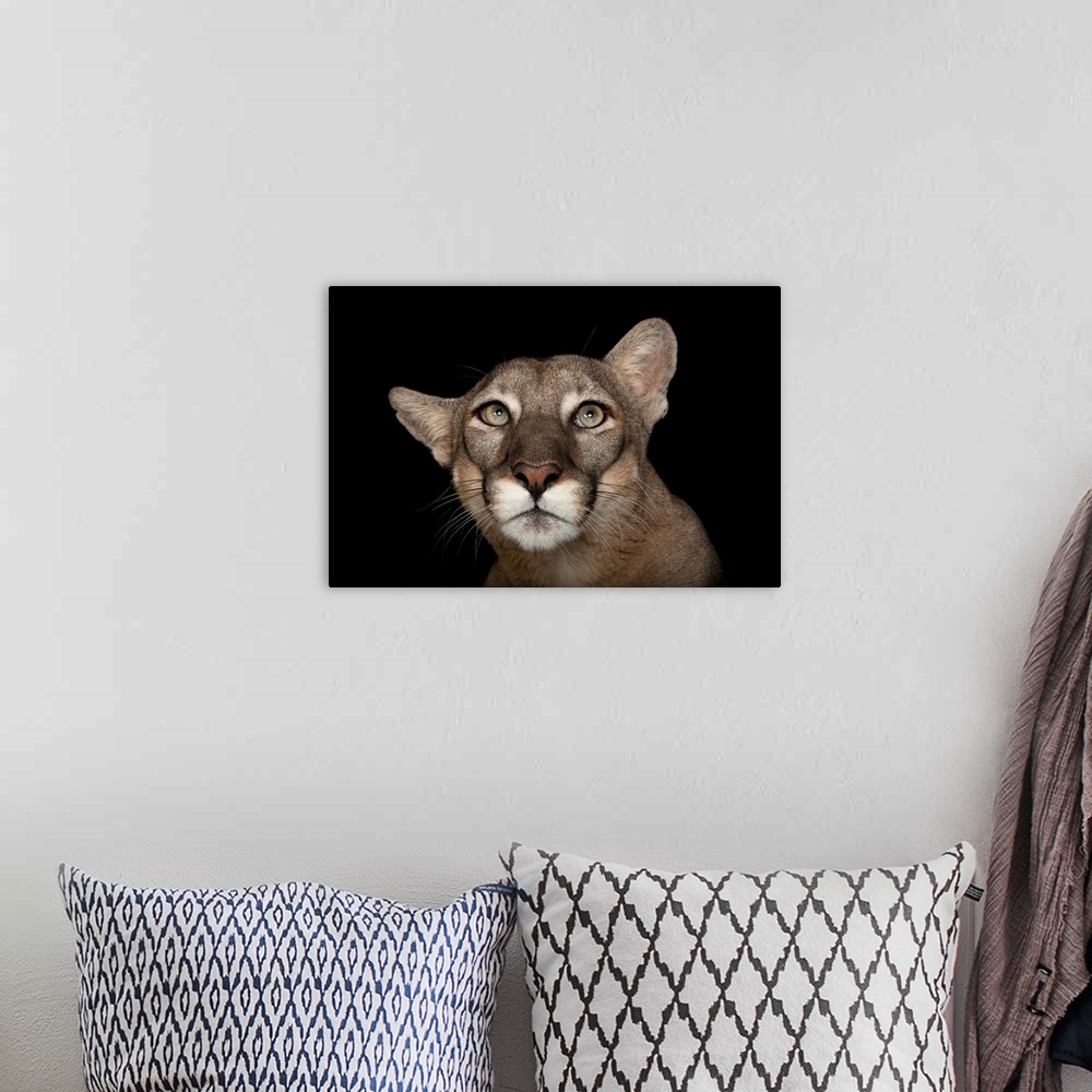 A bohemian room featuring A federally endangered Florida panther (Puma concolor coryi) named Lucy at Tampa's Lowry Park Zoo.