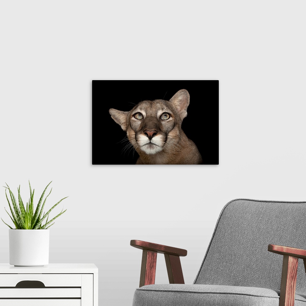 A modern room featuring A federally endangered Florida panther (Puma concolor coryi) named Lucy at Tampa's Lowry Park Zoo.