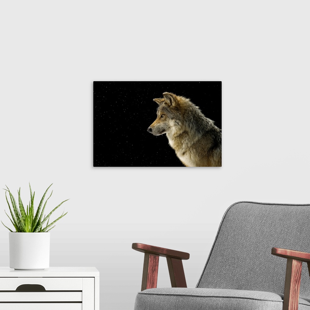 A modern room featuring A federally endangered Mexican gray wolf (Canis lupus baileyi) at the Wild Canid Survival and Res...