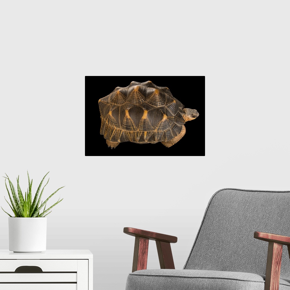 A modern room featuring A federally endangered radiated tortoise, at the Indianapolis Zoo
