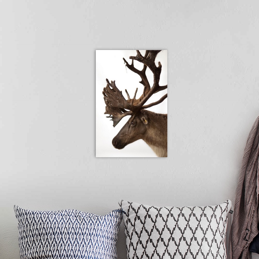A bohemian room featuring A federally endangered woodland caribou, Rangifer tarandus caribou.