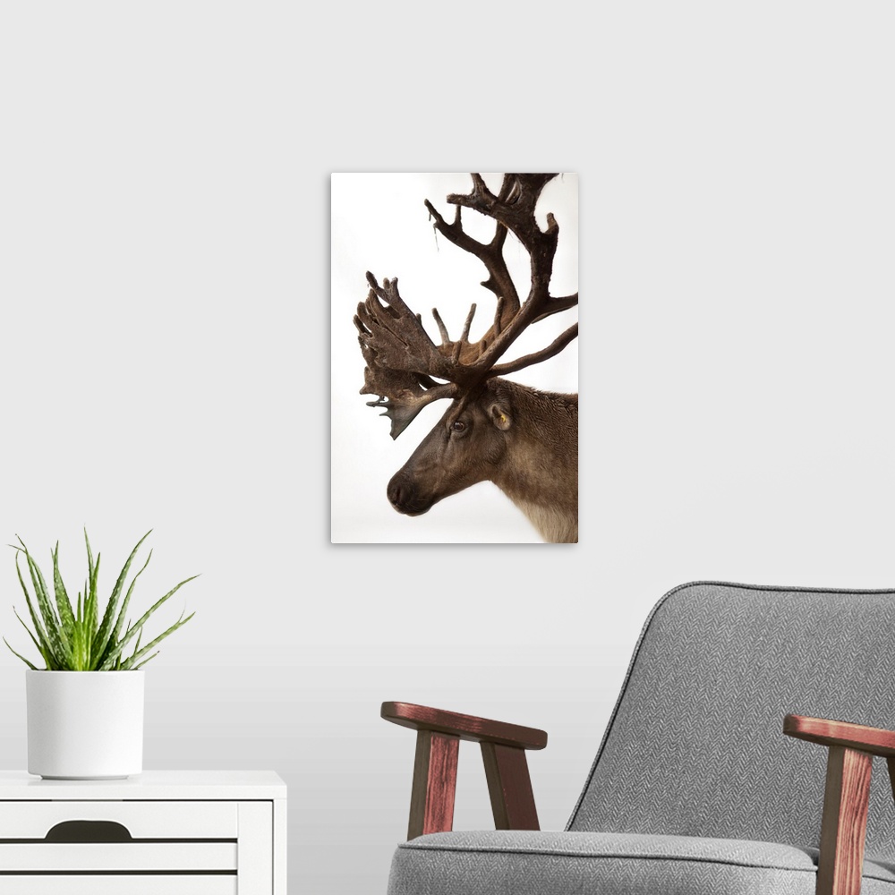 A modern room featuring A federally endangered woodland caribou, Rangifer tarandus caribou.