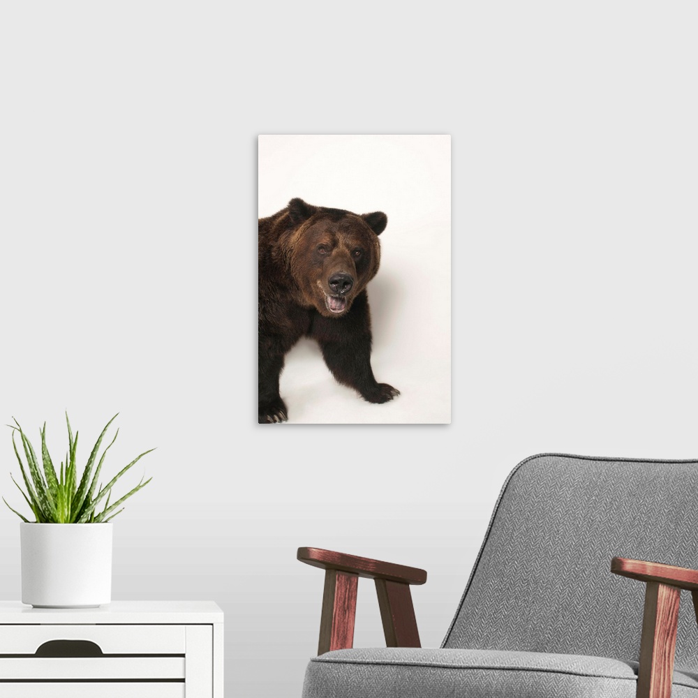 A modern room featuring A federally threatened grizzly bear, Ursus arctos horribilis.