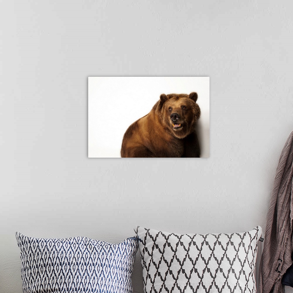 A bohemian room featuring A federally threatened grizzly bear, Ursus arctos horribilis.