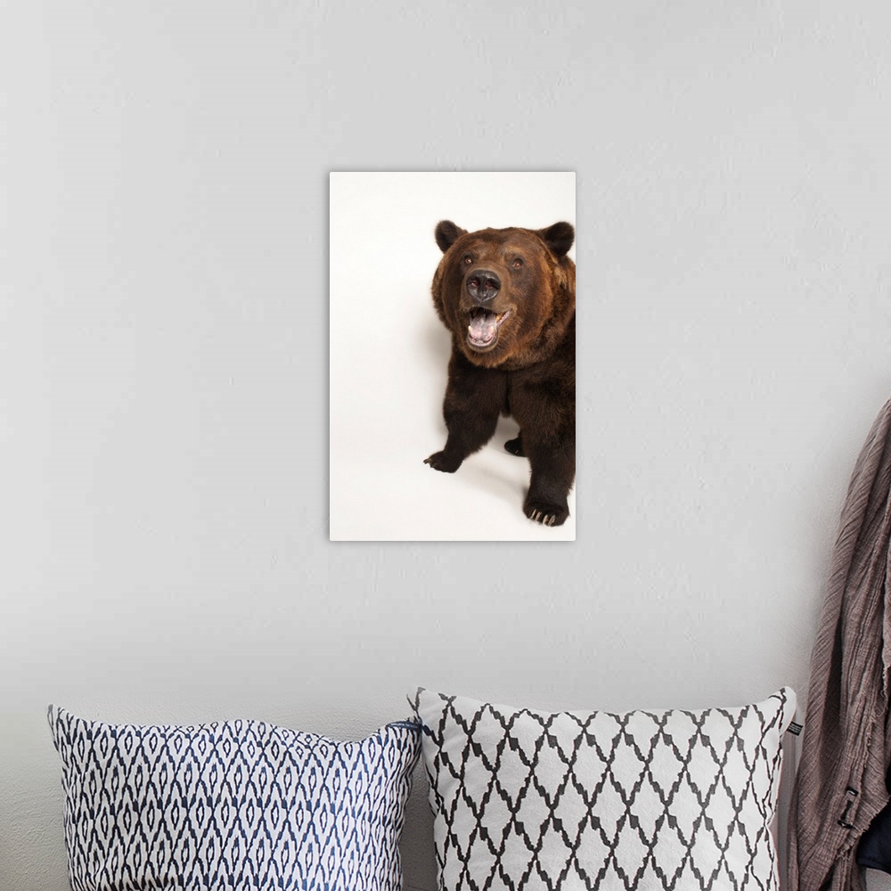 A bohemian room featuring A federally threatened grizzly bear, Ursus arctos horribilis.