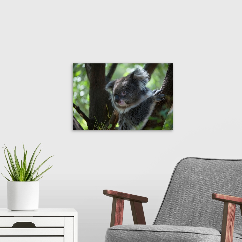 A modern room featuring A federally threatened koala at a wildlife sanctuary.